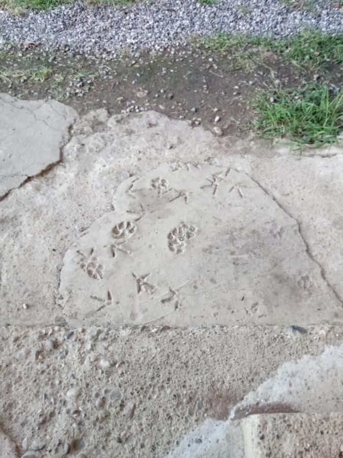 Гостевой дом U Vili Пицунда-23